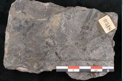 Foto (Detailansicht) von Plantae indet.  (NHMW-GEO-2024-0188-11518)